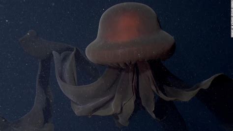 Video shows rare deep-sea encounter with a giant phantom jellyfish ...