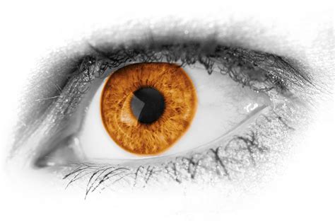 Brown Eye Detail Free Stock Photo - Public Domain Pictures