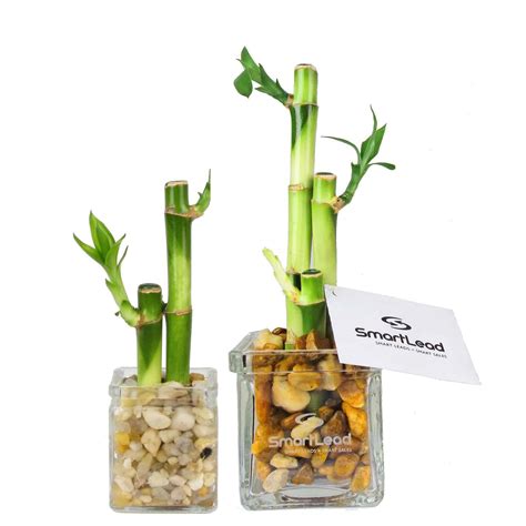 Lucky Bamboo Arrangements – Eve's Garden Promotional Gifts