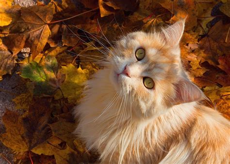 Autumn Cat Wallpapers - Top Free Autumn Cat Backgrounds - WallpaperAccess