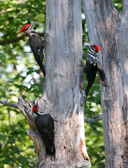 Pileated Woodpecker