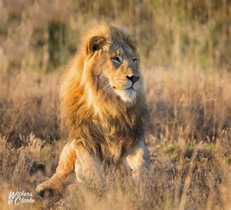 African Savanna Lion - Pets Lovers