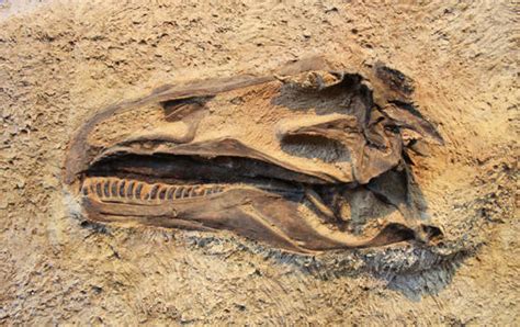 What is a Dinosaur Fossil? - Paultons Park Blog