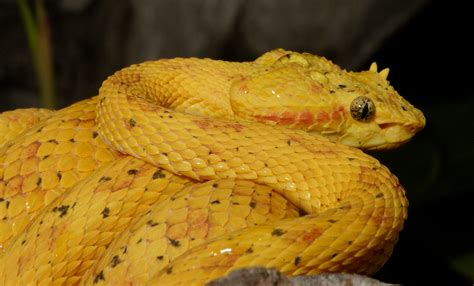 Eyelash palm pitviper | Smithsonian's National Zoo and Conservation Biology Institute