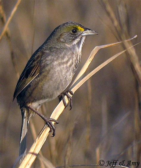 Seaside Sparrow - Species Information and Photos