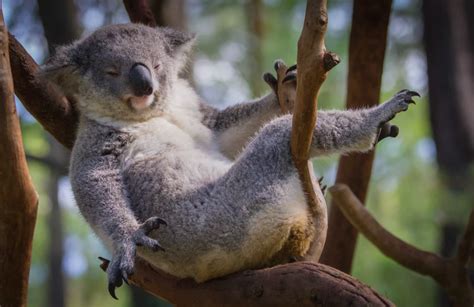 Koala Facts - Australian, Vulnerable, And 100% Not Huggable