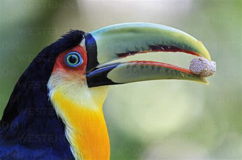 Brazil, Mato Grosso, Mato grosso do Sul, portrait of green-billed toucan, Ramphastos dicolorus ...