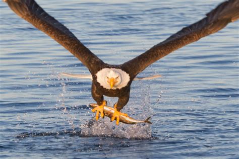 Bald Eagle Catching A Fish Stock Photo - Download Image Now - iStock