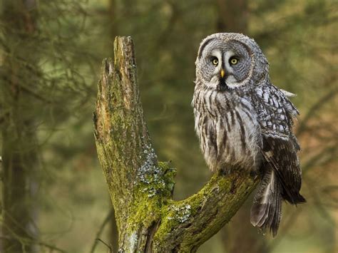 How Big Are Great Grey Owls? (Wingspan + Size) | Birdfact