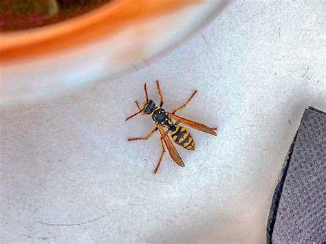 Wasp Sting: Reaction Symptoms, Treatments, and Remedies