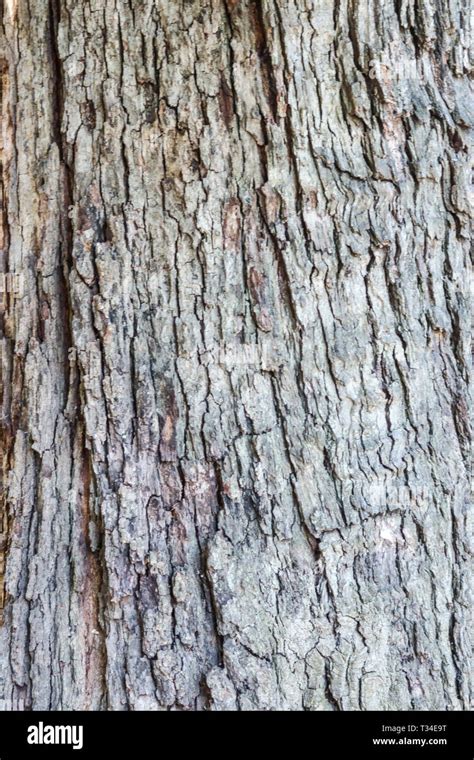 White Oak Bark High Resolution Stock Photography and Images - Alamy