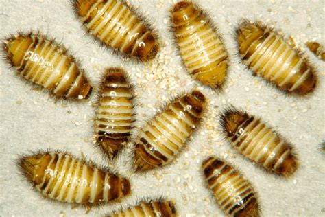 Varied Carpet Beetle Larvae Pictures | Review Home Co