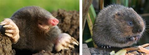 The Difference Between Moles and Voles. - DuVall Lawn Care