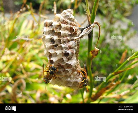 Paper wasps (Vespidae) on a comb (nest Stock Photo - Alamy