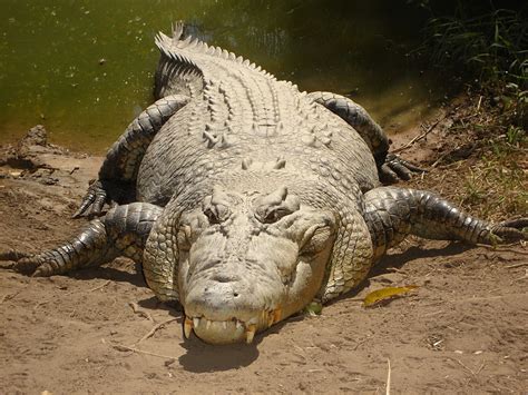 Saltwater Crocodiles Live in Rising Lake Enriquillo (Video) - Lake Scientist