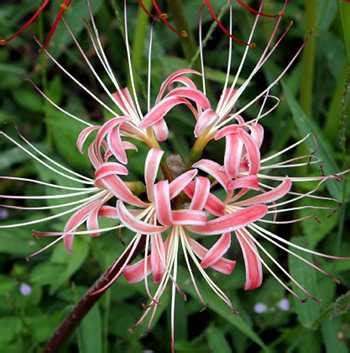 Lycoris radiata, Japan’s red spider lily – Botany Boy