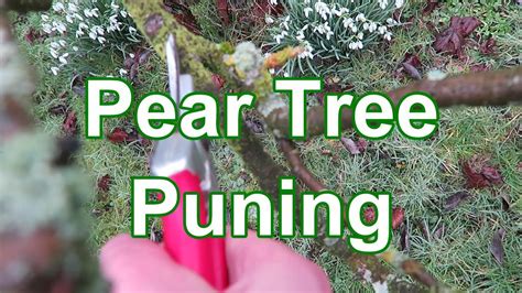 Download free pruning pear trees - sopdecor