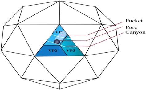 The structure of Enterovirus and Rhinoviruses [73]. | Download Scientific Diagram