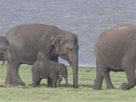 Sri Lankan Elephant | Species | WWF