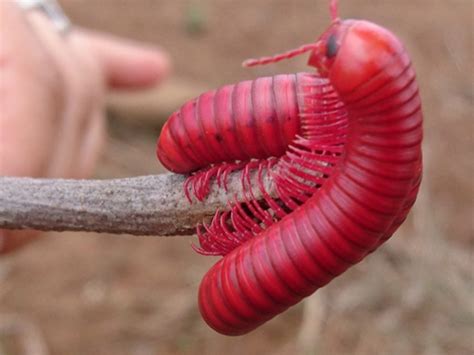 African Giant Millipede