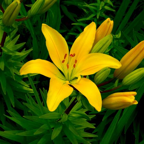 Lilium Asiatic 'Classic Joy' (Yellow Asiatic Lily)