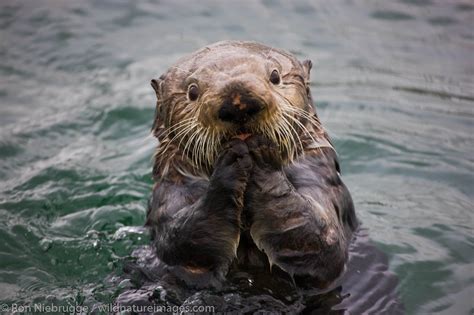 Sea Otter | Chugach National Forest, Alaska | Photos by Ron Niebrugge