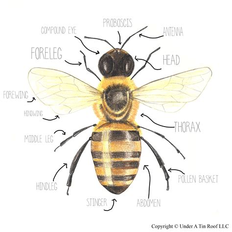 Honey Bee Anatomy Diagram