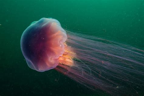 Lion's Mane Jellyfish - American Oceans