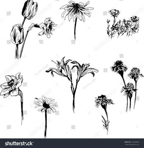 Set Ink Drawing Flowers Vector Illustration Stock Vector (Royalty Free) 149048669 | Shutterstock