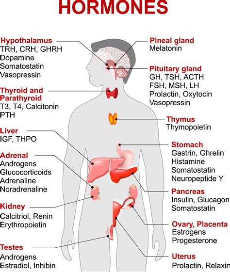 The Endocrine System (Hormones) – autoBiology