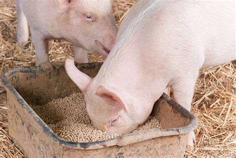 Best Pig Eating Stock Photos, Pictures & Royalty-Free Images - iStock