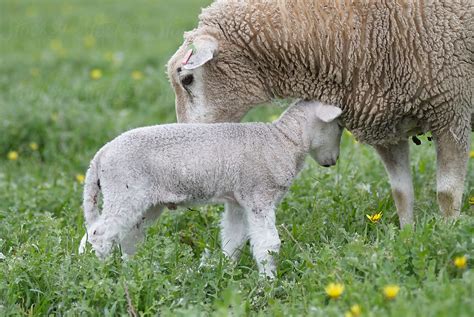 "Special Moment Between A Ewe And It's Lamb" by Stocksy Contributor "Adrian P Young" - Stocksy