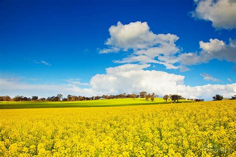 Canola field | Canola field, Photography, Sky and clouds