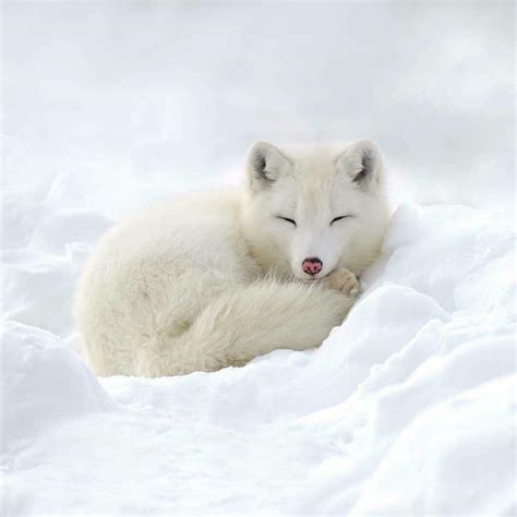 Arctic Foxes Are 'Ecosystem Engineers' Who Grow Beautiful Gardens. Organic waste from the foxes ...