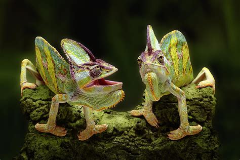 Chameleons: Types, Characteristics, and Photos