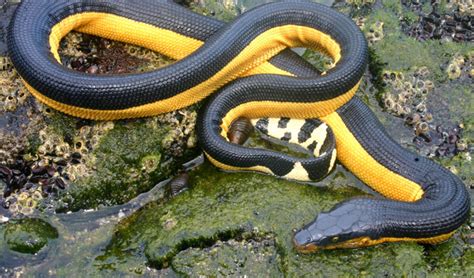 A guide to the sea snakes of Australia - Australian Geographic