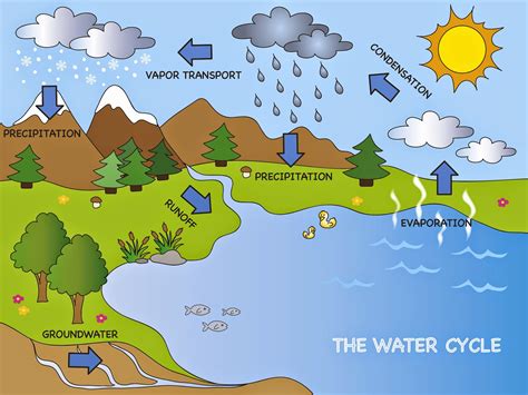 Water Cycle Diagram For Kids To Label