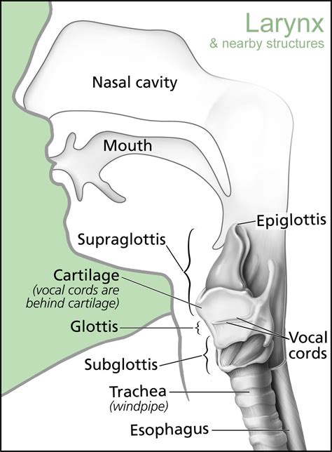 [DIAGRAM] Parts Of The Larynx Diagram - MYDIAGRAM.ONLINE