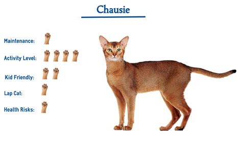 Chausie Cat Breed… Everything You Need to Know at a Glance!