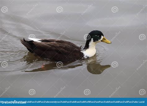 Close Up of a Manky Mallard with White Head Stock Photo - Image of ...