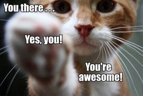 You there. Yes you! You're awesome! | Cat quotes funny, Funny cat memes, Funny animals