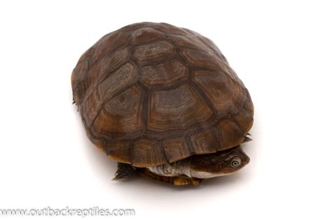 African Side Neck Turtle-1 | Outback Reptiles