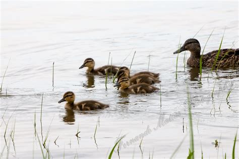 Fernando Matias Photography - Ottawa Ontario - Ottawa Wedding Photographer: Baby Ducks, and Mom