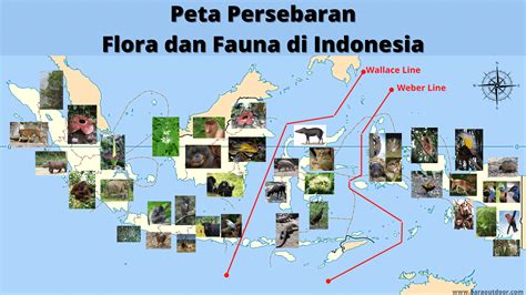 Persebaran Flora Dan Fauna Di Indonesia Materi Tugas Tugas - Riset