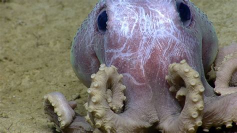 Decoding Octopus Species, One Wart at a Time - The New York Times