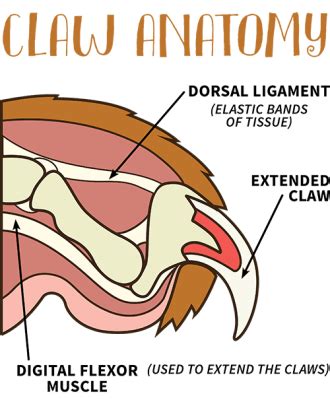 claw-anatomy | Groomer to Groomer