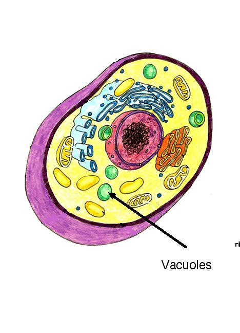 animal cel vacuole : Biological Science Picture Directory – Pulpbits.net