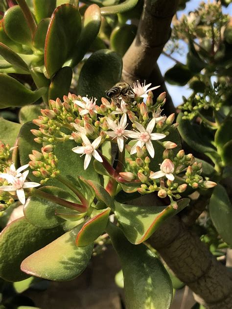 White Flower Jade Plant | Jade plants, Winter flowers, Planting succulents