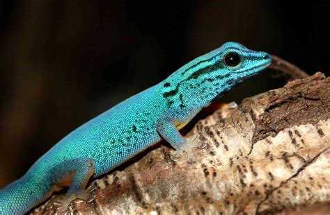 13 Rare and Endangered Types of Lizards