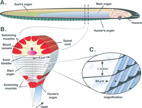 Electric Eel - The Most Powerful Electric Fish | hubpages